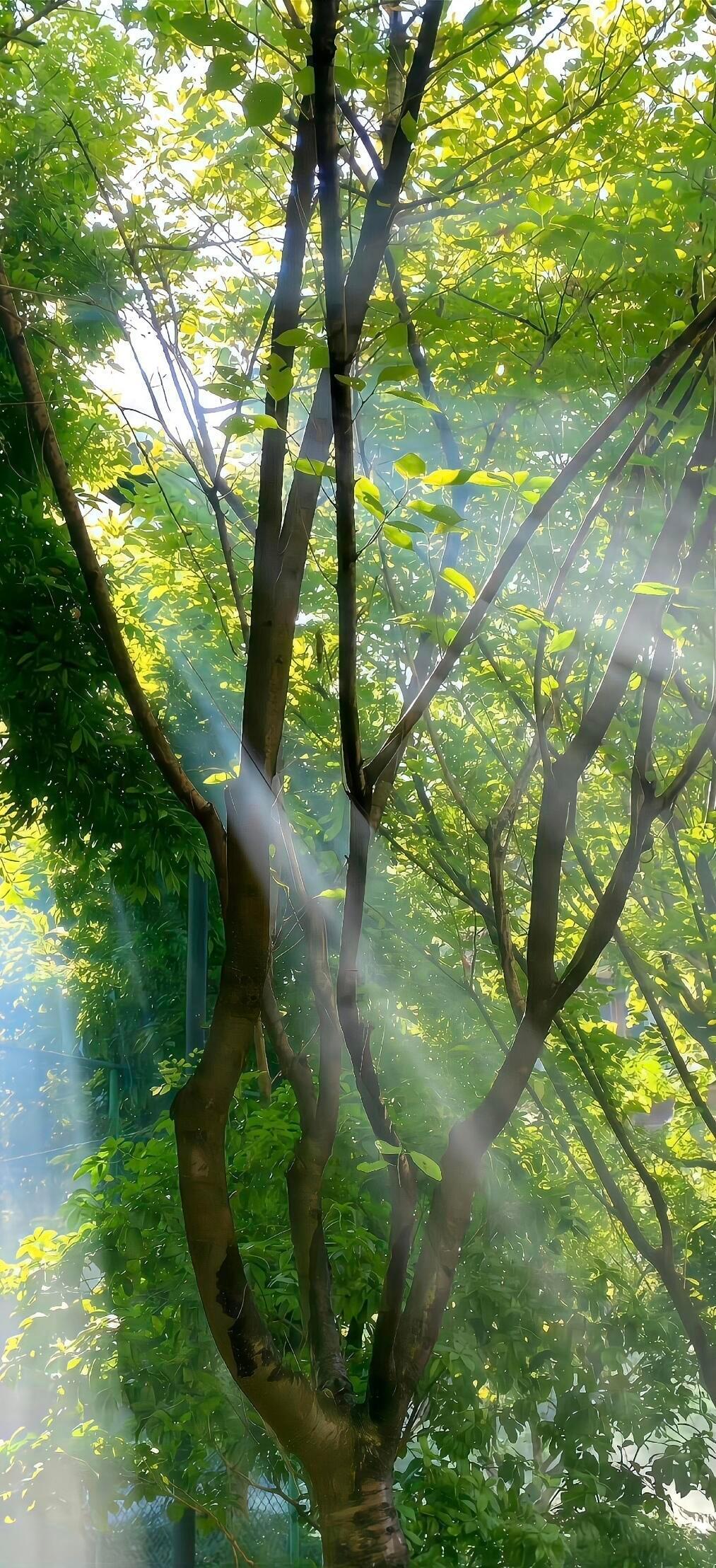 绿色是生命力🍃 