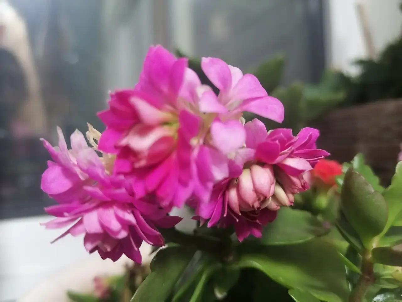 这是我拍的长寿花，我觉得我拍的很美。不服比比看。
#长寿花分享# 
#晒晒长寿花