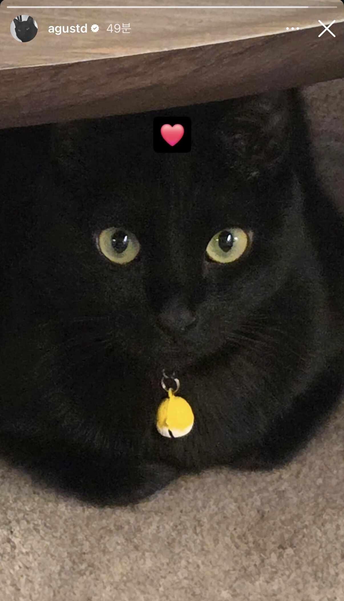 闵玧其是不是也知道是今天是cat day
Happy International
