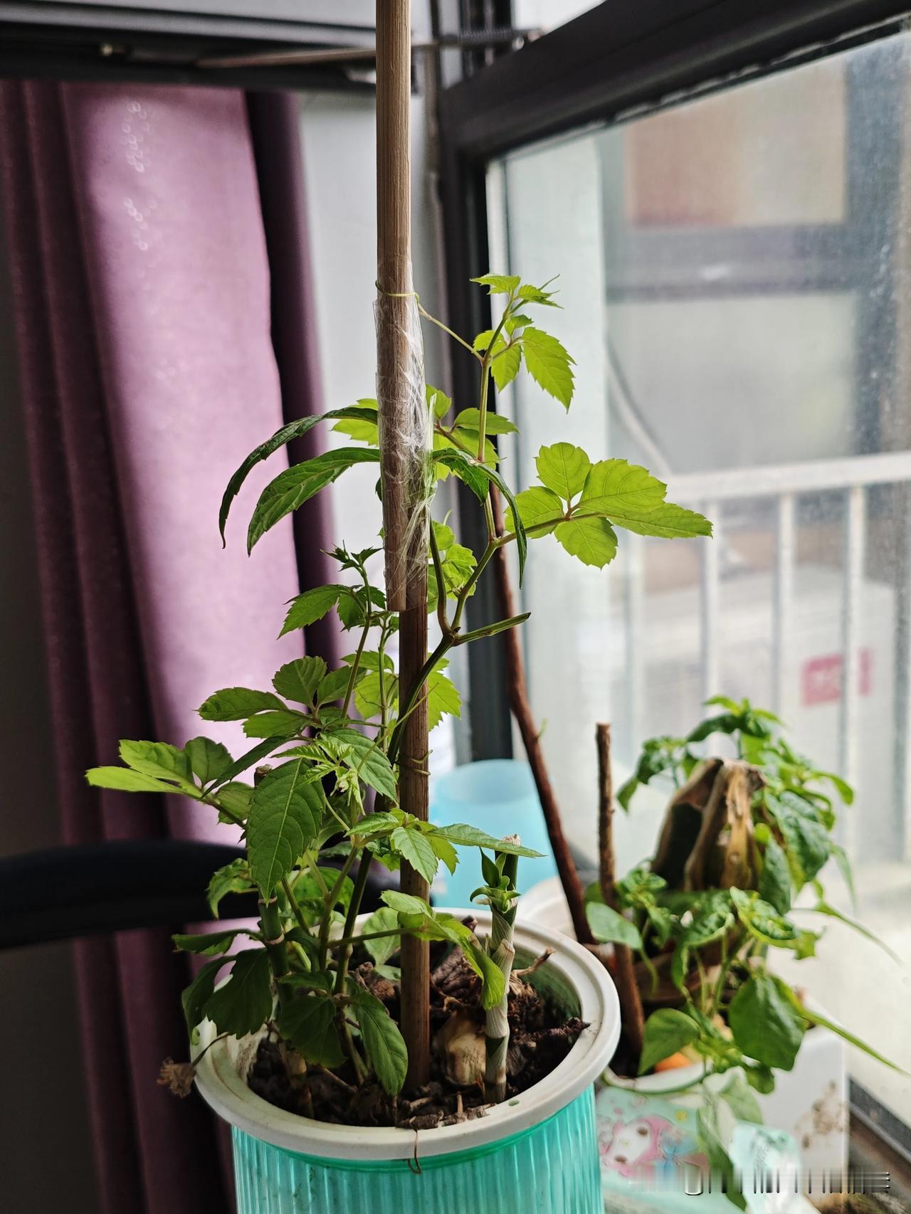 茁壮成长，向上而生！