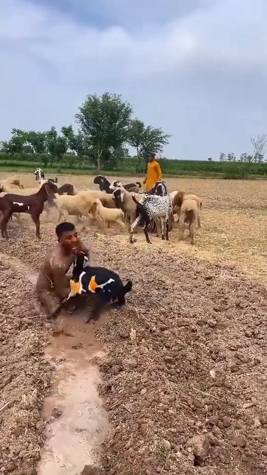 我的天呐，哈哈哈哈。