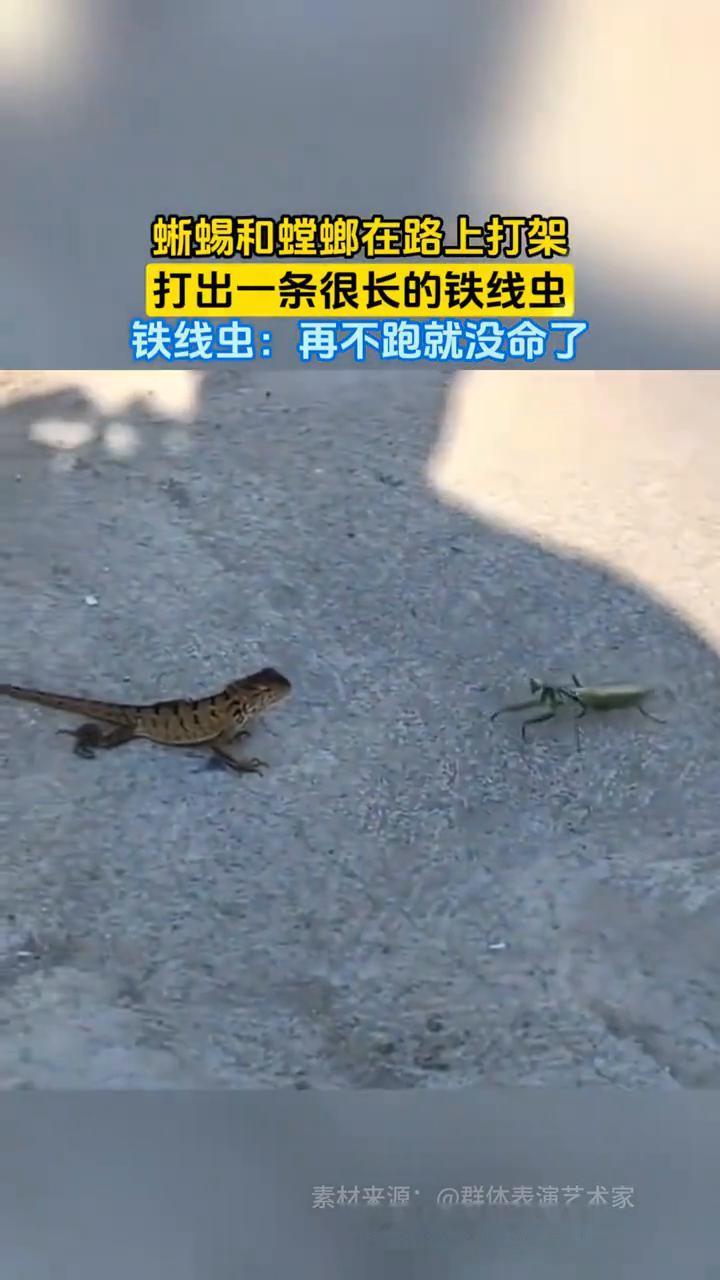蜥蜴和螳螂在路上打架，打出一条很长的铁线虫。铁线虫：再不跑就没命了。
素材来源：