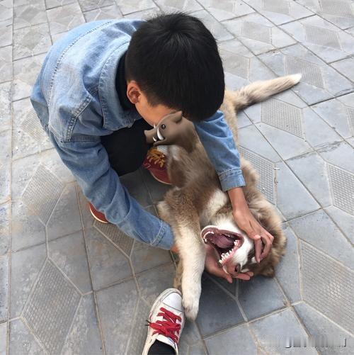 惊心！男孩恶行，小狗惨遭“生死考验”
近日，一则令人揪心的视频在网络流传。画面中
