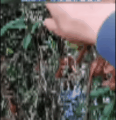 笼草记
粤东多瘴地，山深林密，生异草奇花。有书生柳砚卿，性温良，好游山泽，不喜尘