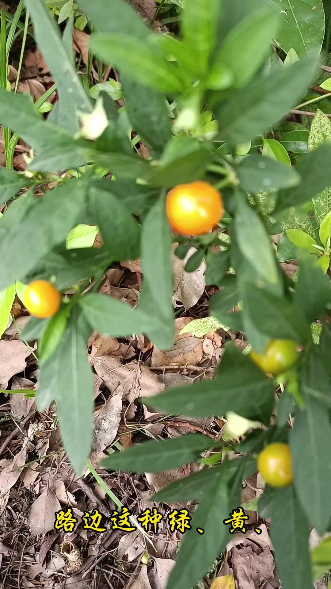 路边小果竟是剧毒植物？🌿路边这种绿黄红相间的小果格外引人注目，这就是**珊瑚樱