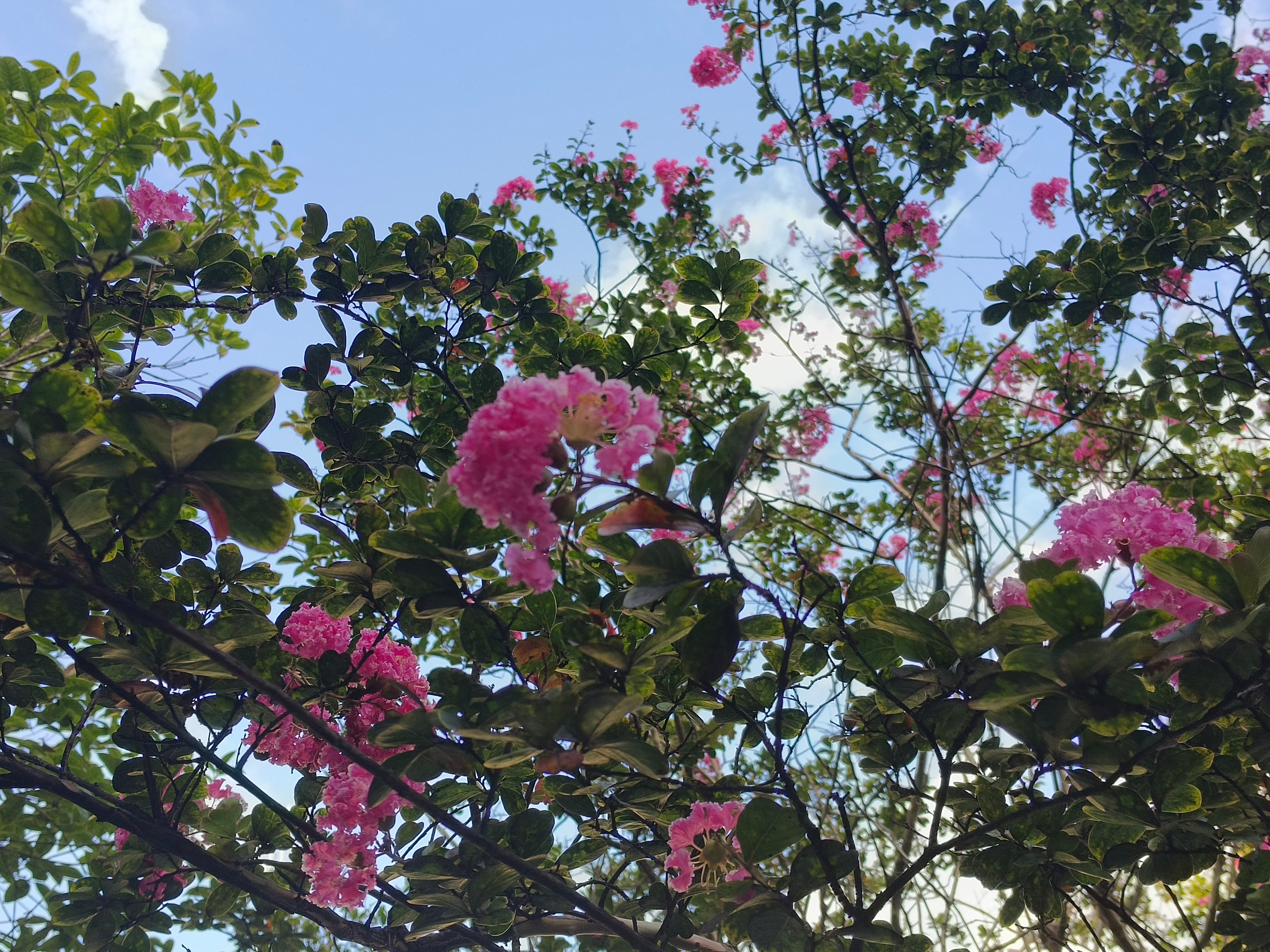 这是什么花？怪好看的 