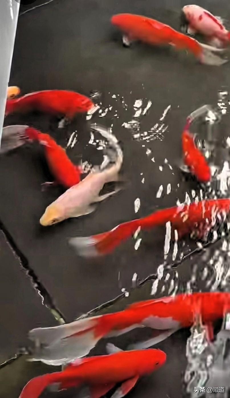 我今天休息，睡了一天，按理说晚上又该出去跑步了。说实话，心里还是有一点担心的。