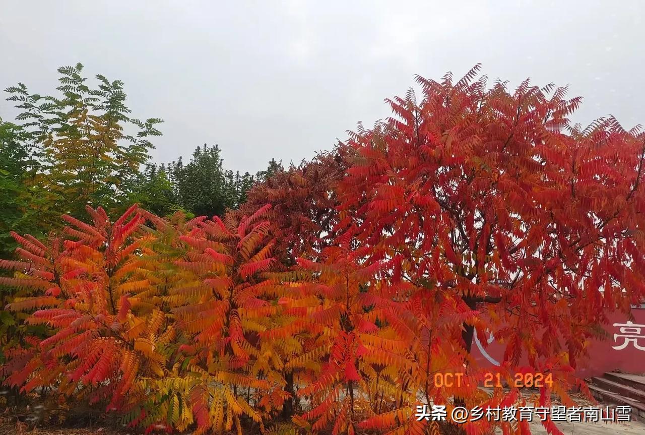 #秋日生活打卡季#秋日私语（五十八）
（手机拍摄：梦想的天空格外蓝，原创图片，使