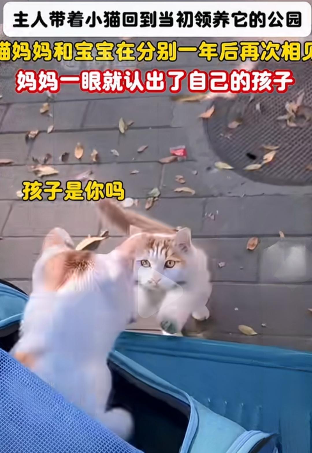 时隔一年，在繁忙的城市街头，一只温柔的猫妈妈再次出现在了人们的视线中。那天，她的