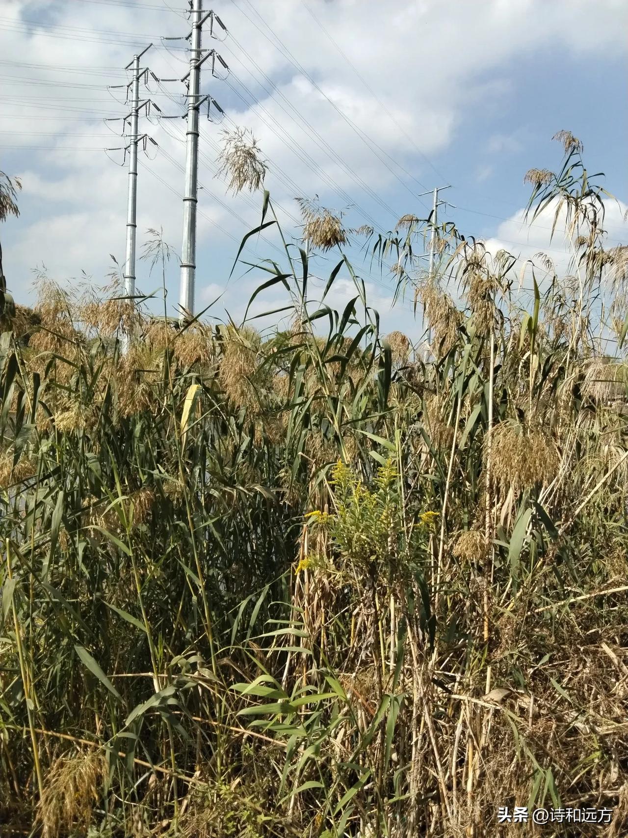 风摇翠叶滚珠露，
雨打红花展艳妆。
锦鲤戏游添意趣，
尾句___________