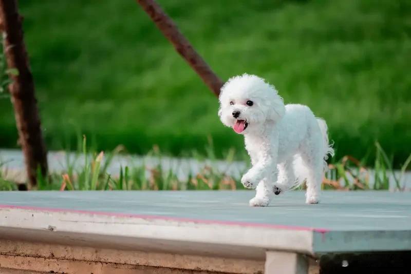 近日，江苏常州
就躲避未牵绳宠物犬摔伤案宣判
2023年8月，晨练回家的郑女士