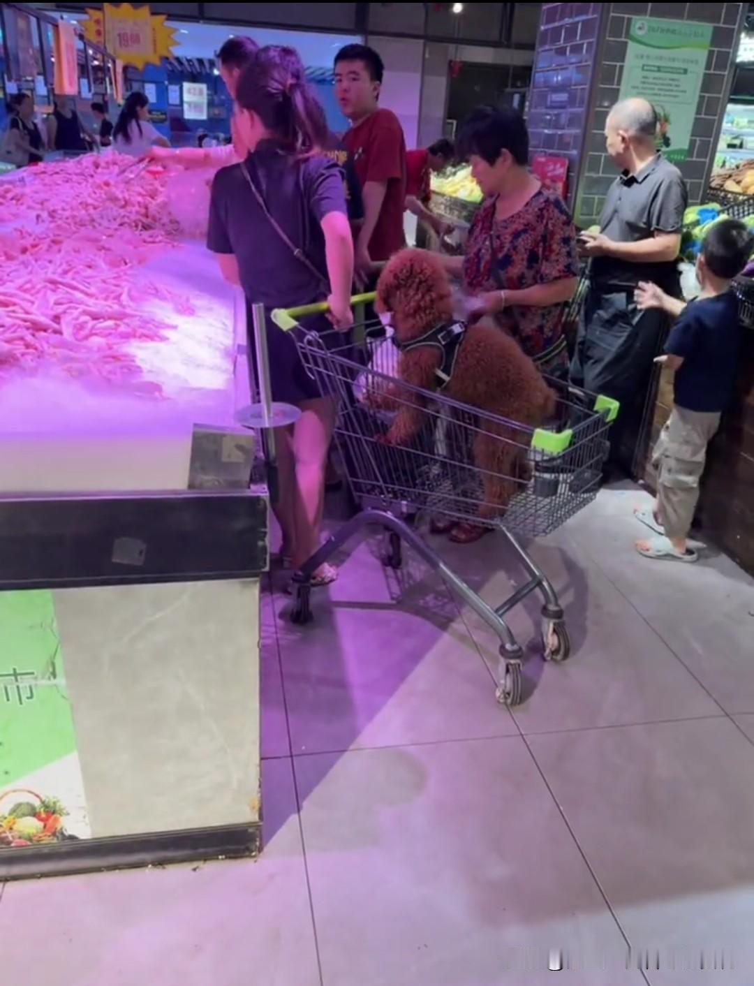 这是广东网友在东莞高埗万和百货拍到了一幕，原本装菜的购物车里被养宠人放了狗，而且