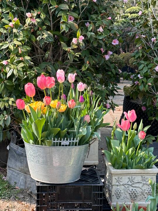郁金香开花太美了🌷