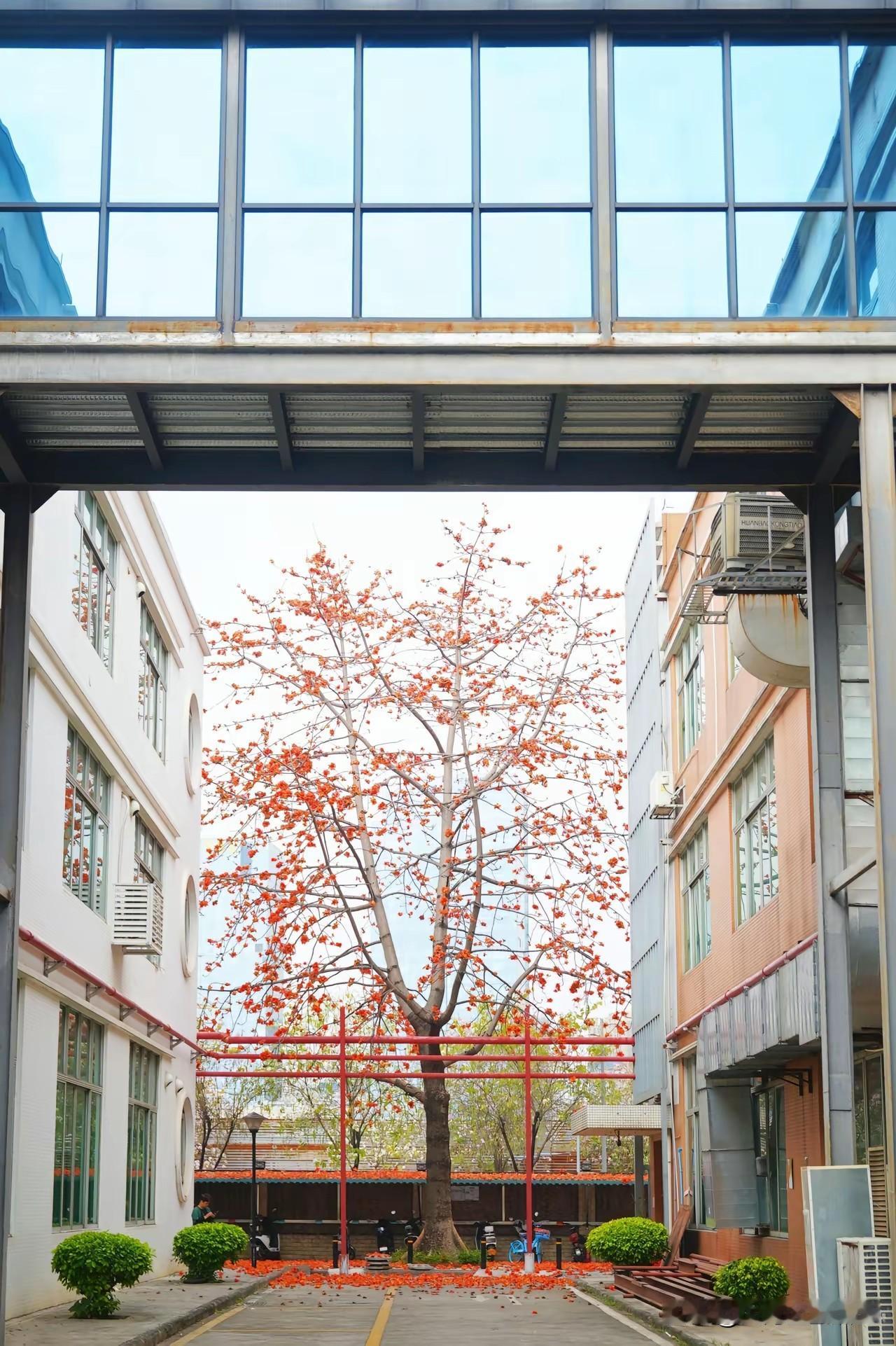 2月22日刚去拍过，负责任说——别再扎堆农讲所、纪念堂了！坑口这处小众机位，人少