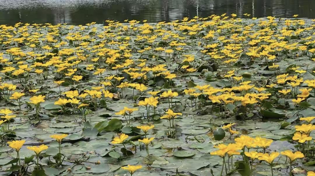 芒种一到，咱们聊城夏天的“顶流”花卉们，可都争着抢着出来营业啦！

走在街头巷尾