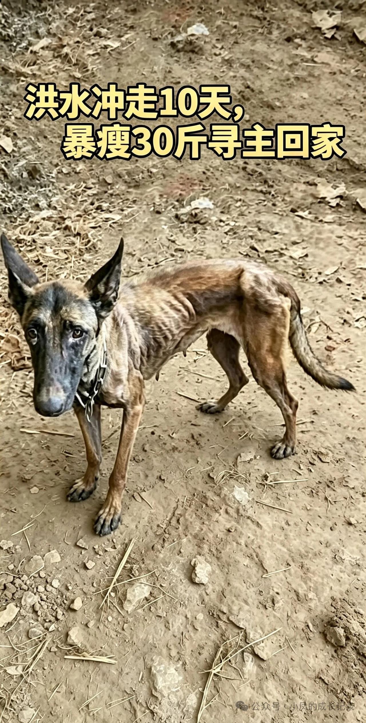广西一户人家的马犬被洪水冲走，与主人失联整整十天。这只马犬在洪水中被裹挟而去，随