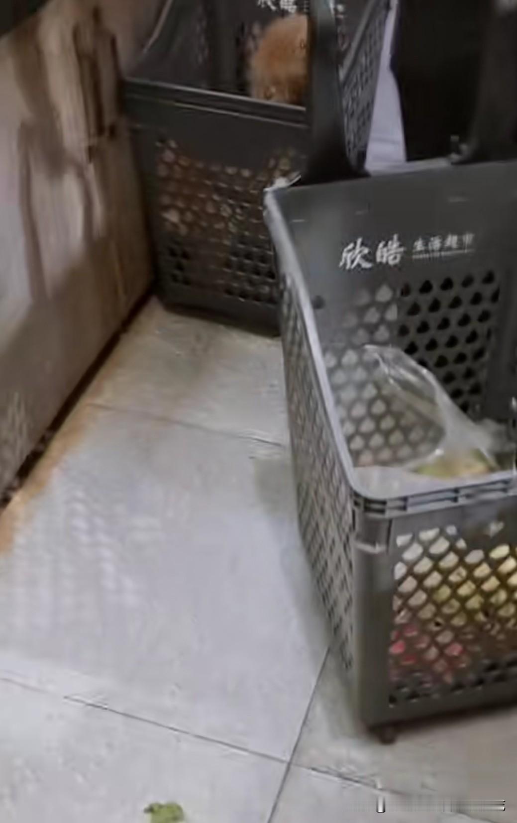 这家超市里的购物篮，你还敢用吗？广东一名网友在欣皓生活超市拍到了恶心的一幕，有狗