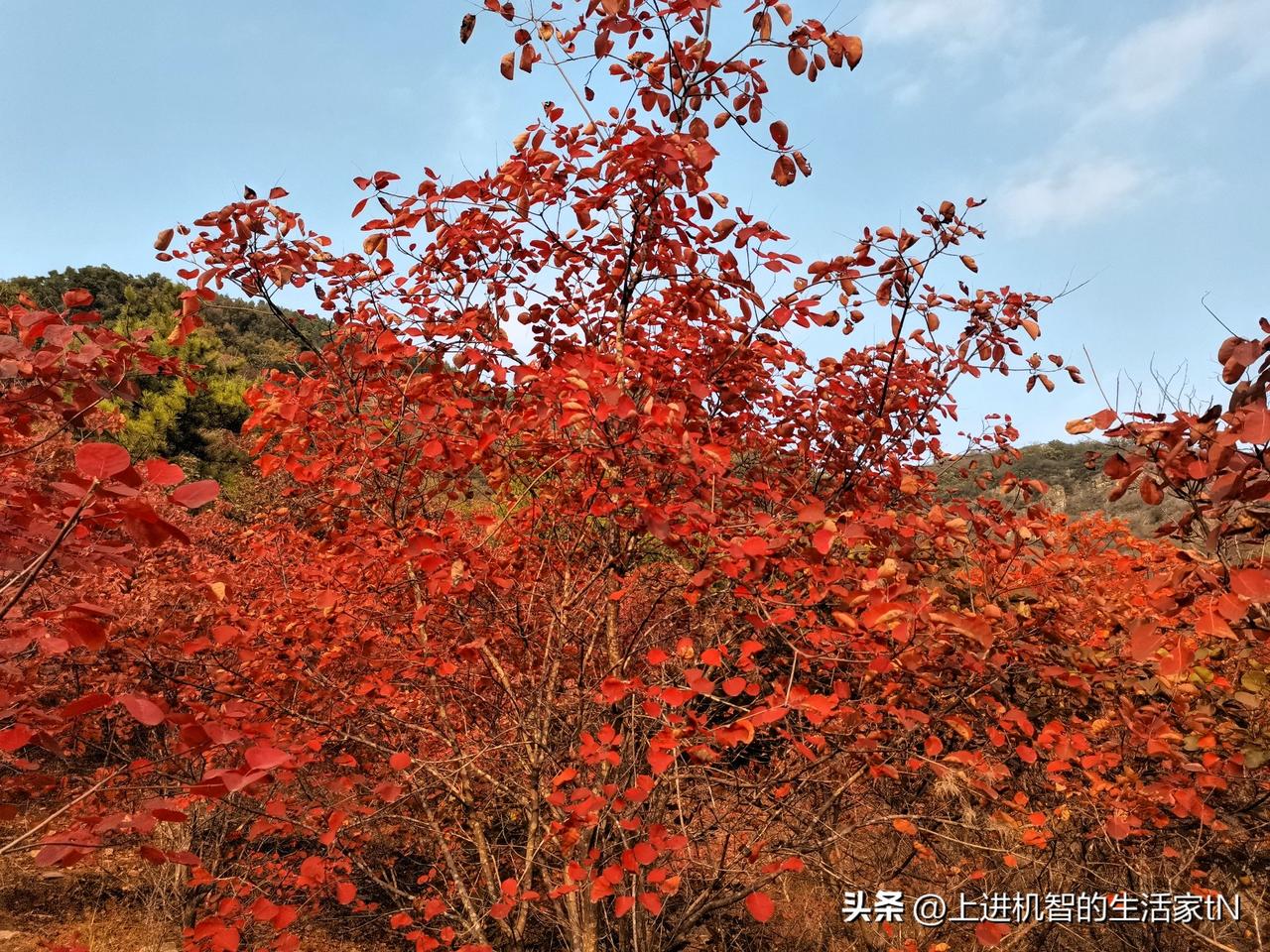 山东蒙阴龙头崮，霜叶红于二月花！