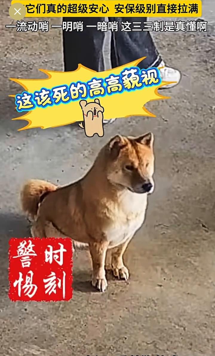 它们真的超级安心，安保级别直接拉满。一流动哨、一明哨、一暗哨，这三三制是真懂。