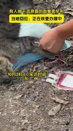 人有被社会淘汰，流落街头，宠物也有被主人抛弃，流落街头，成为流浪猫狗，它们没有主