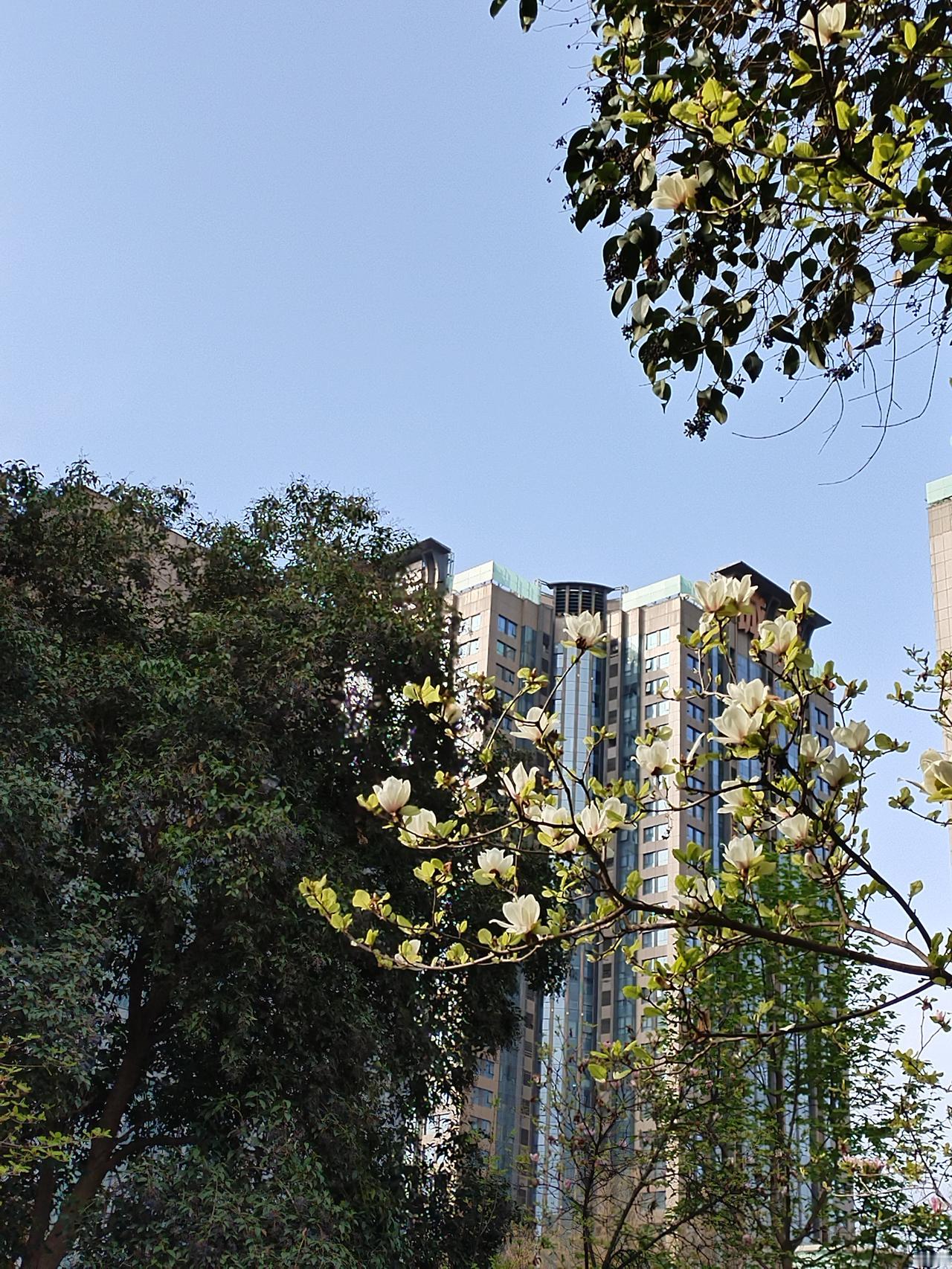 高新路玉兰花，终究还是去晚了