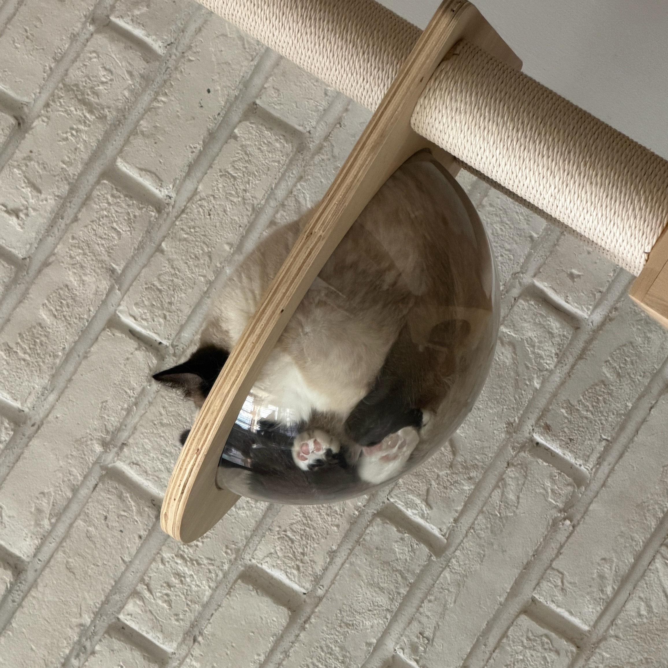 猫球杯 ​​​