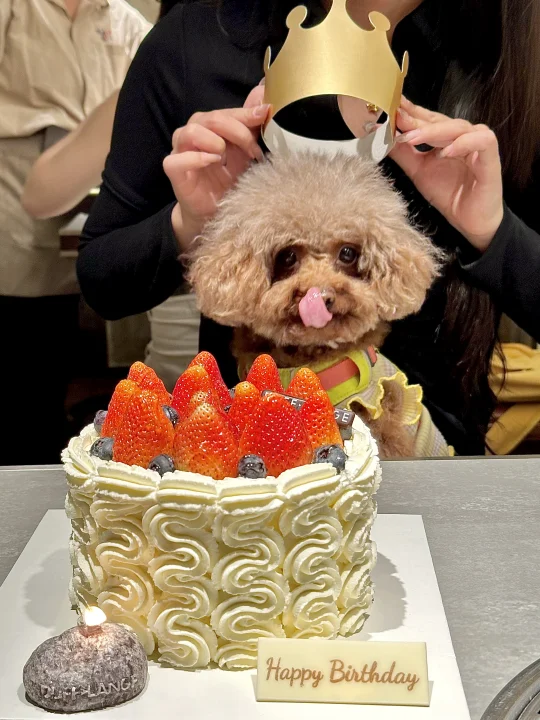 🐶：四岁啦～右滑帮我带生日帽～～～