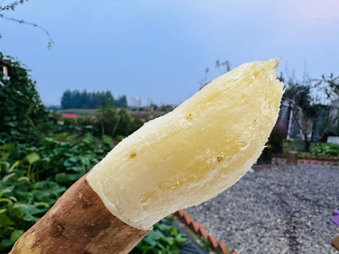 白芋蜜薯（收到记得通风晾开储存哦）这个好物闭眼入﻿ 别看它白白的，真的巨甜超好吃