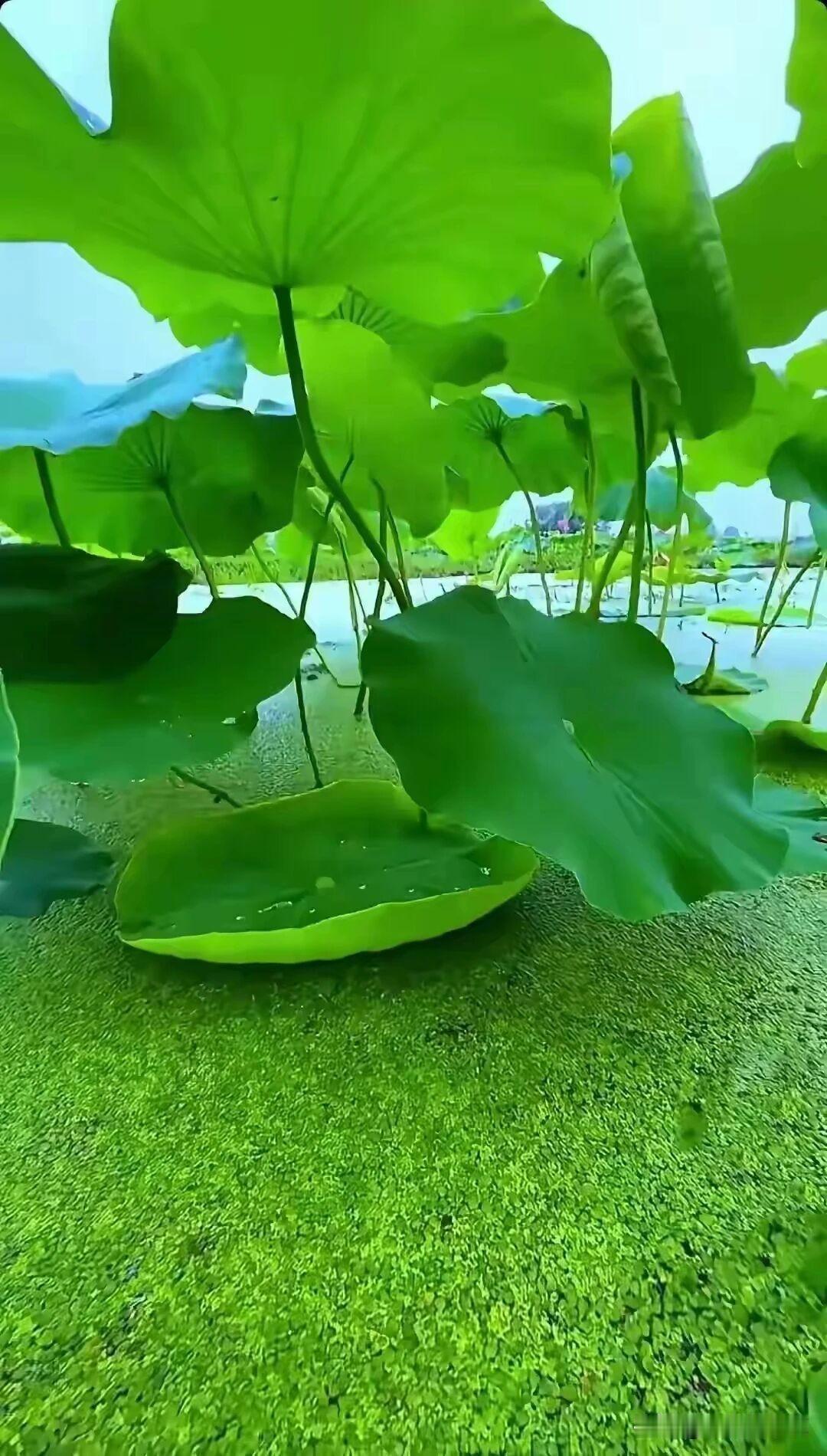 一杯好茶，要经历阳光暴晒，经受筛选历练，这一段过程，没有捷径可走，没有后门可闯，