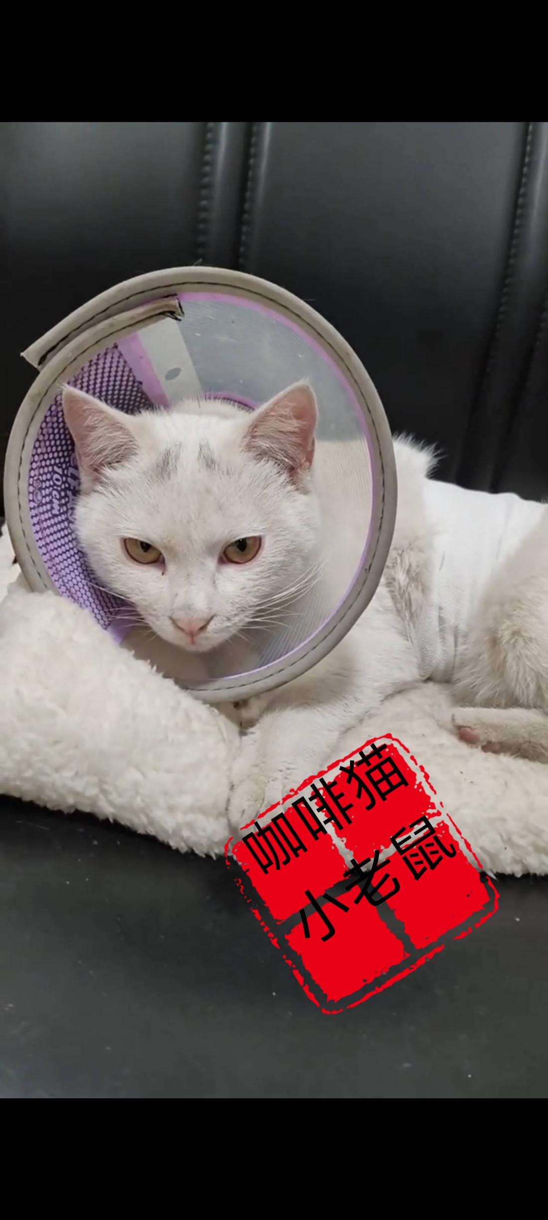 这只流浪猫命可真大，被别有用心的坏人剥掉了一层皮过后，她竟然还能够拖着残缺不堪的