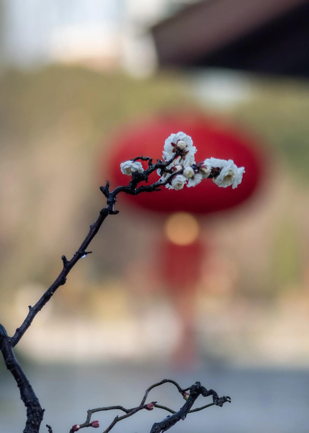 花枝摇曳，春意盎然。