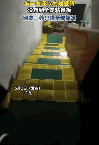 “人怎么可以这么聪明！”广东东莞，一男子因地下室老是被老鼠偷吃杂物垃圾，男子忍无