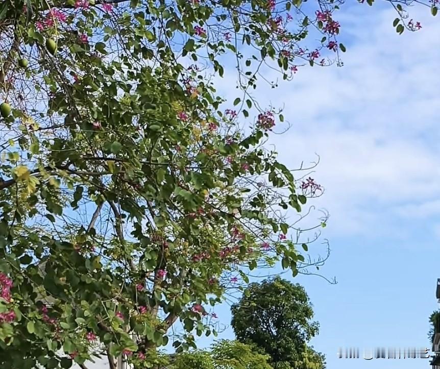 真心话茶局枝桠挽着浅蓝天，粉花嵌在绿丛里轻晃。风掠过叶尖时，连云絮都软了，这簇鲜