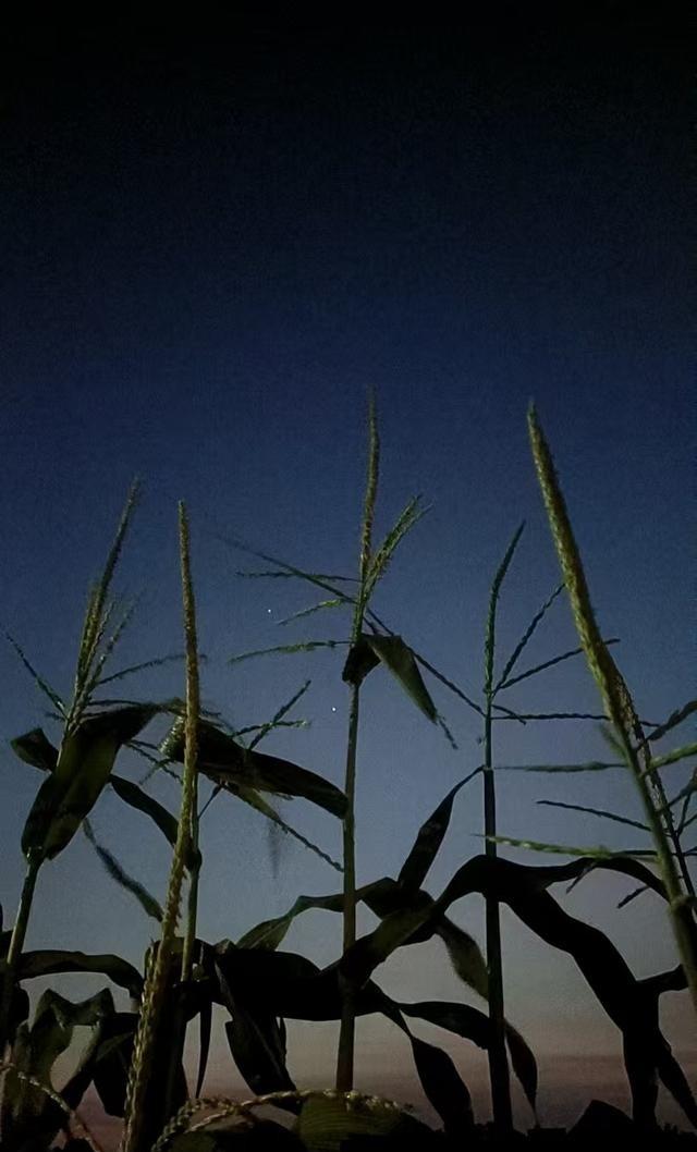 异性高频聊天容易上头，但别太当真。天天聊确实能产生依赖，遇到个懂你、接得住梗的人