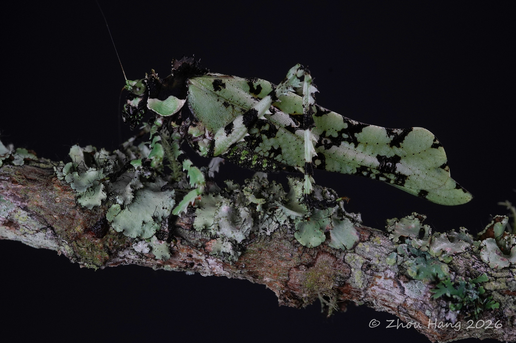 Trachyzulpha fruhstorferi ​​​
