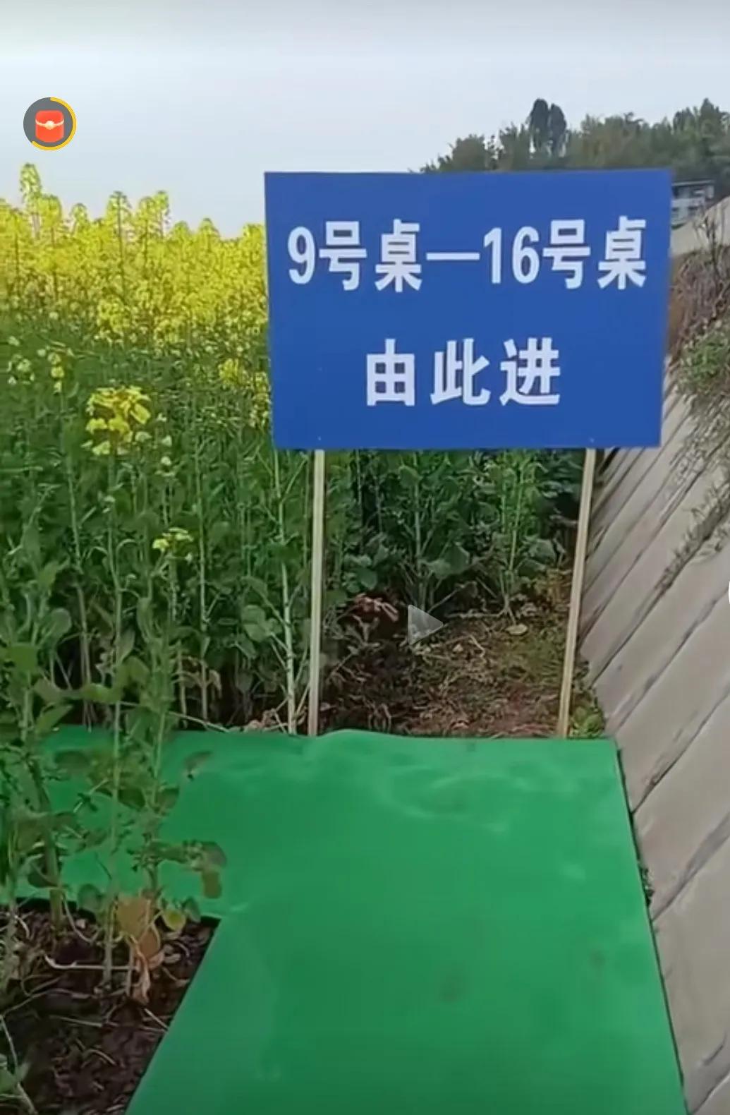 为了吸引顾客，商家也是花样百出，居然把餐桌搬到了农田中间。
情调的确不错，一边吃