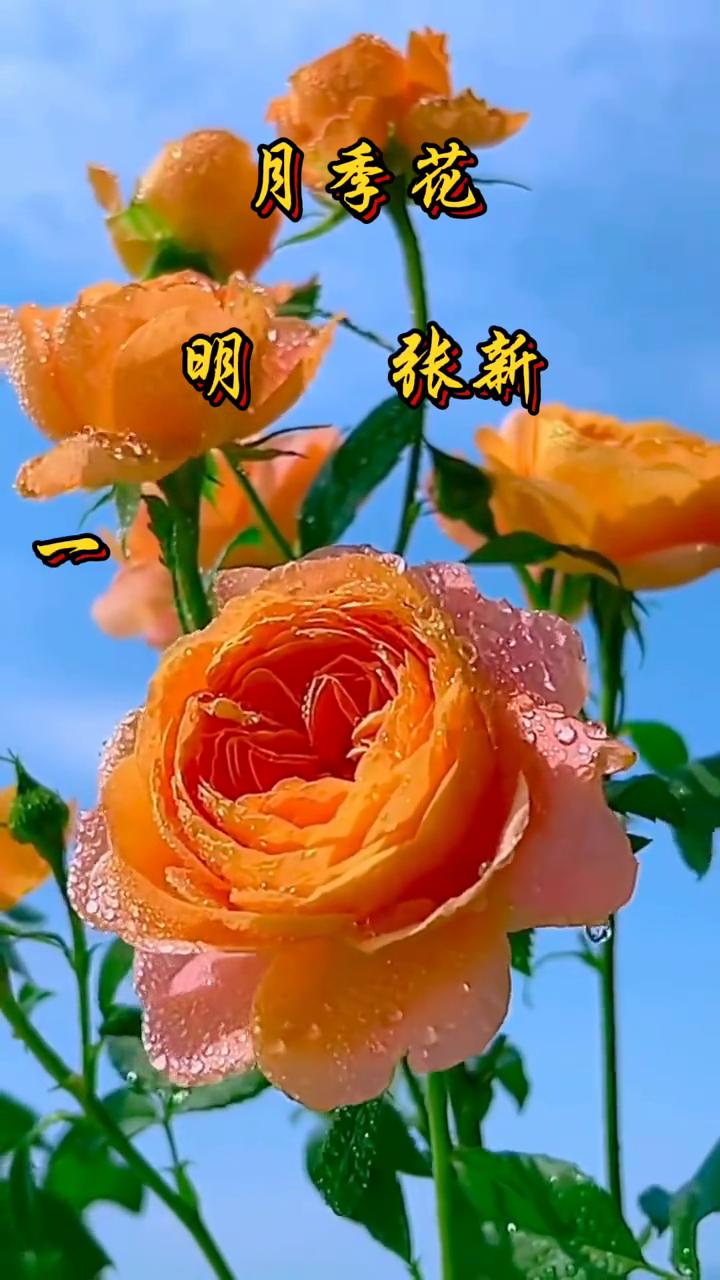 月季花。
张新明。
一番花信一番新，半属东风半属尘。惟有此花开不厌，一年长占四时