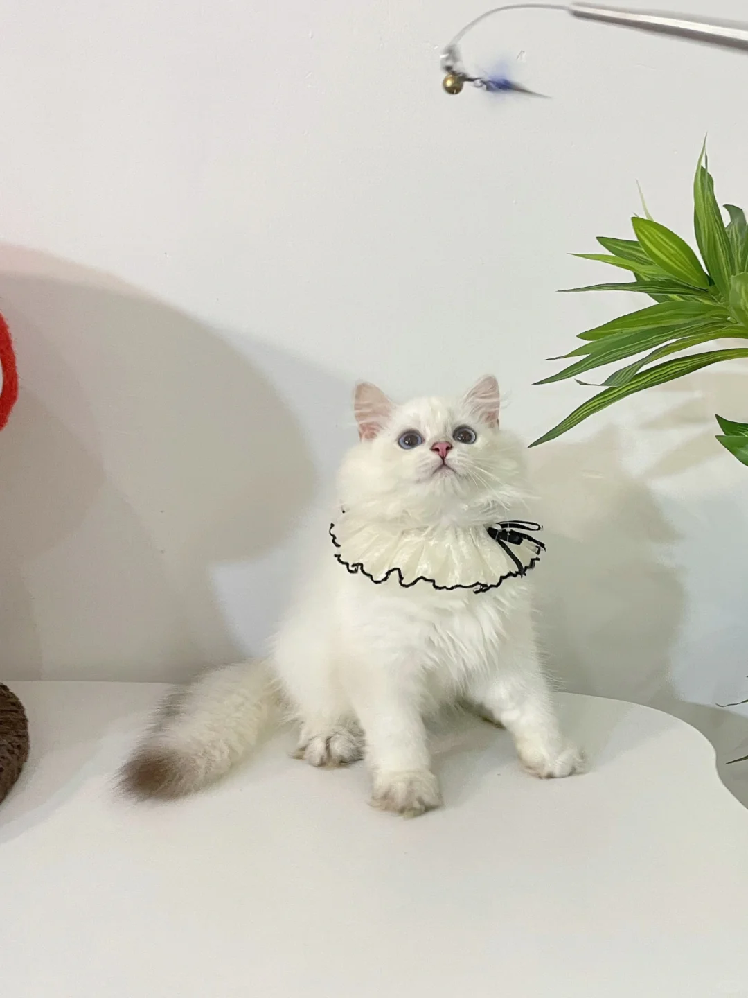 现猫找家🎀长毛金点妹妹