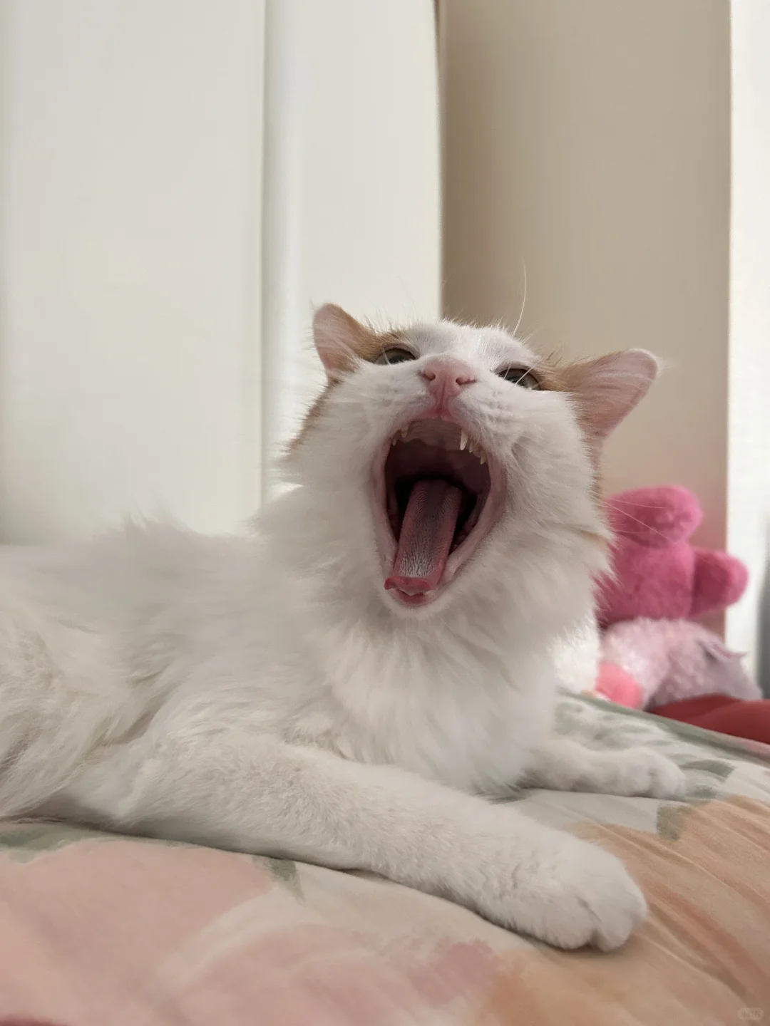 《打开这个图片可以祛除霉运，但是你要接》