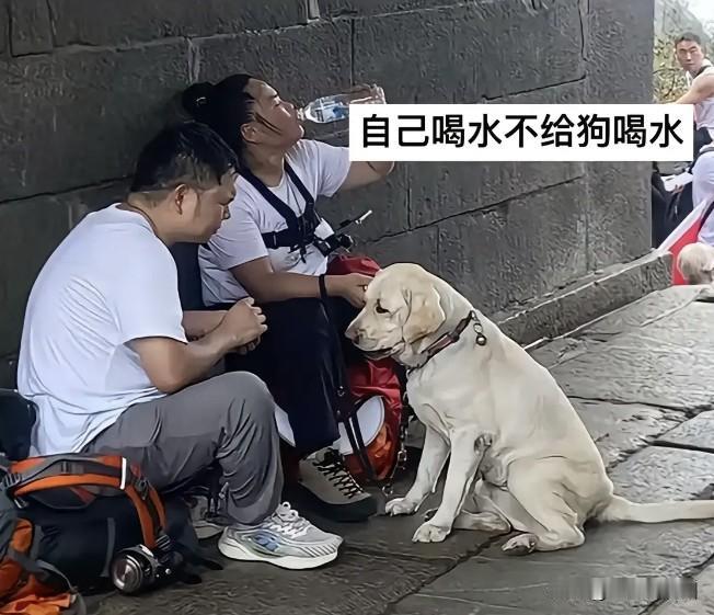 盲人夫妻带导盲犬爬泰山，
导致导盲犬被收回，
两人犯了3个错误不可原谅，
第1个