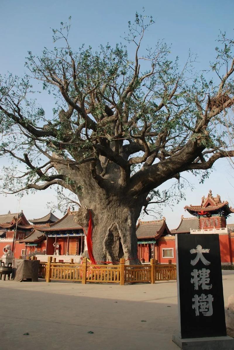 “问我祖先在何处，山西洪洞大槐树”，这句民谣传唱数百年。这里是明代洪武至永乐年间