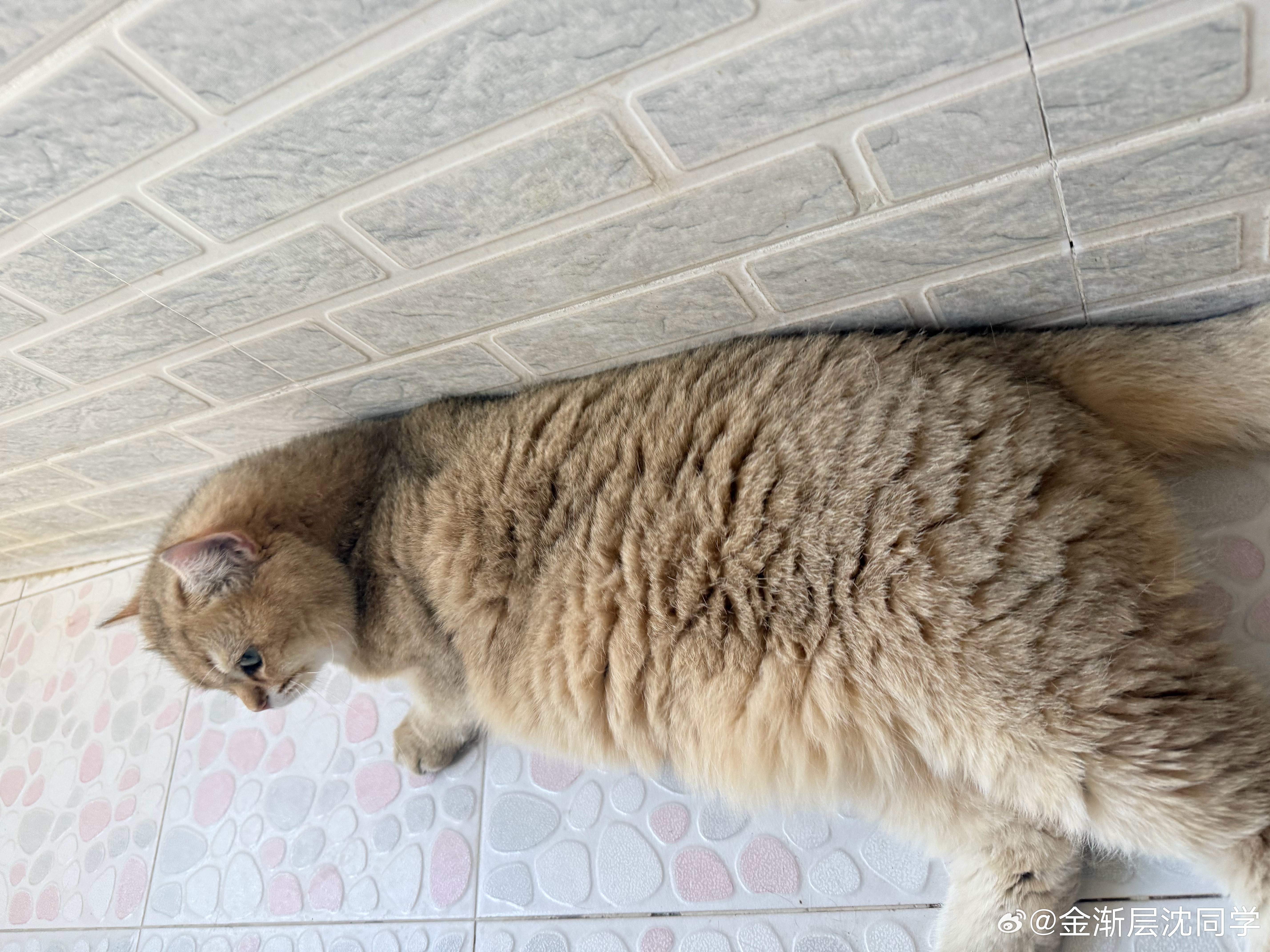 肉包看见我第一反应就是翻肚皮萌宠猫咪