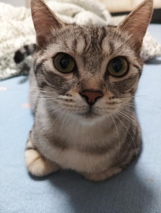 卖萌小猫来了