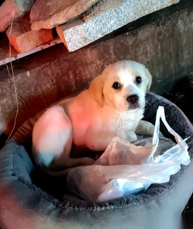 凌晨三点，包子摊前。
大哥对着一只冻得发抖的小流浪狗，许了个愿，或者说，打了个赌