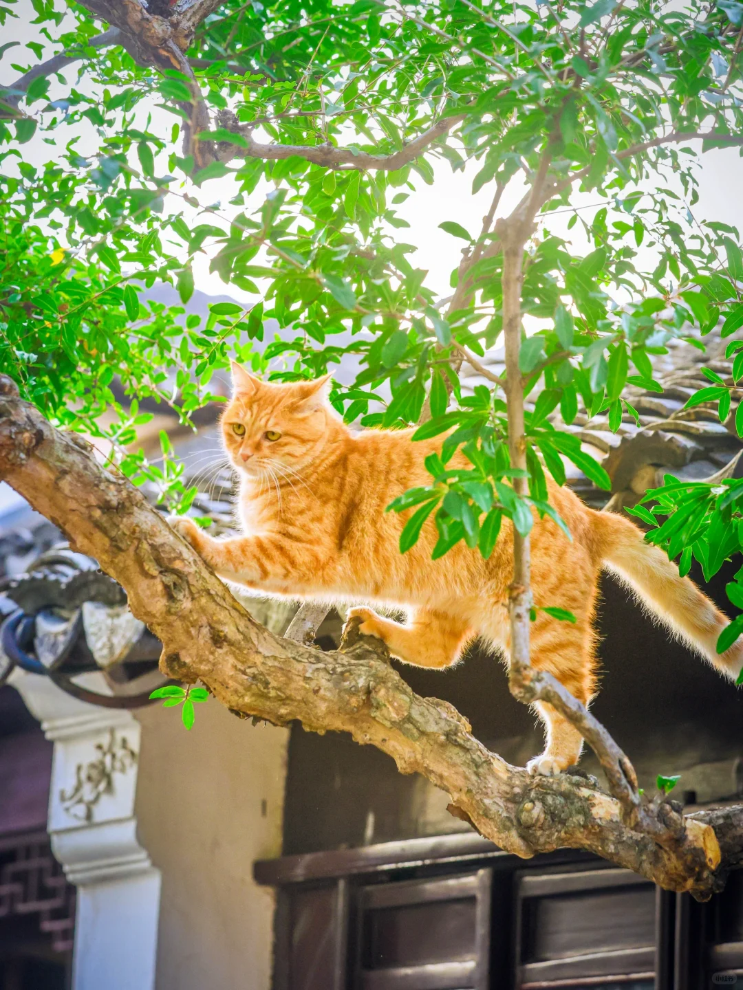 谁来解释一下苏州园林🌲树上长猫🐈这件事⁉️