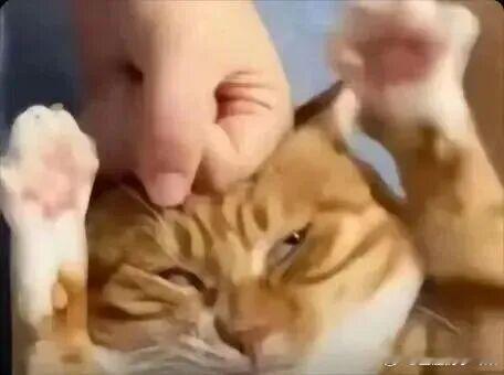 突然有个疑问，猪吃玉米南瓜就长膘，人吃玉米南瓜就减肥呢？ ​​​