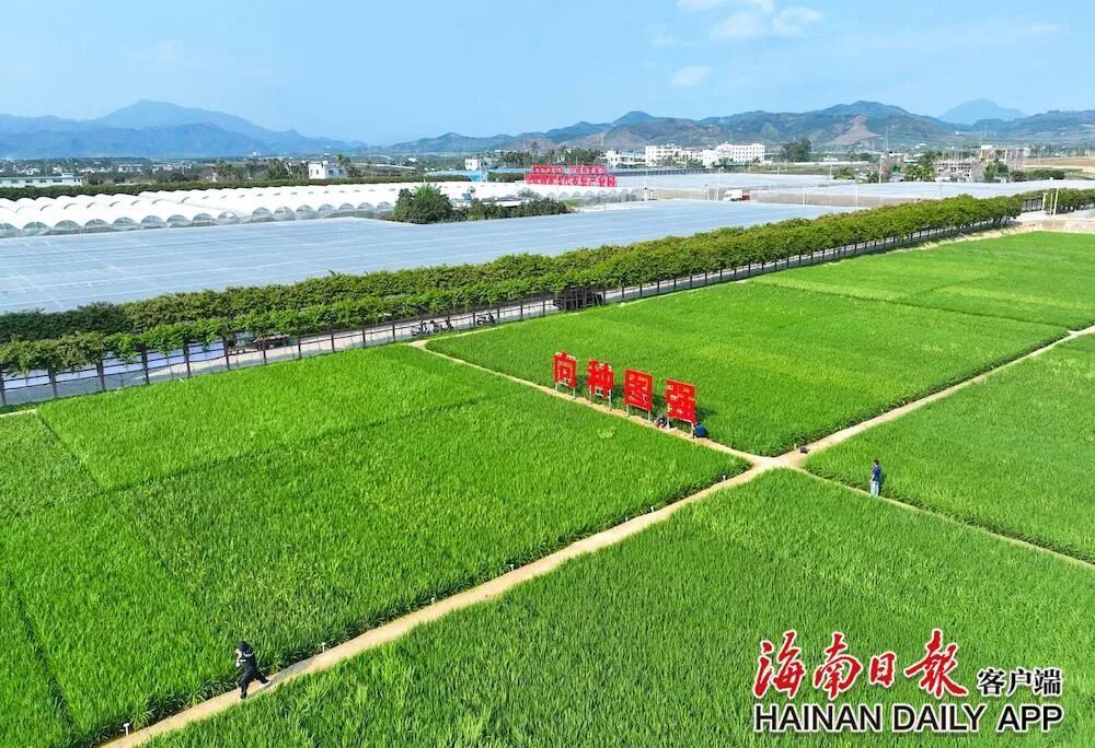 海南正扬帆海南自贸港正扬帆🔥海南“五向图强”爆发硬核科技力！种业CRO模式首跨