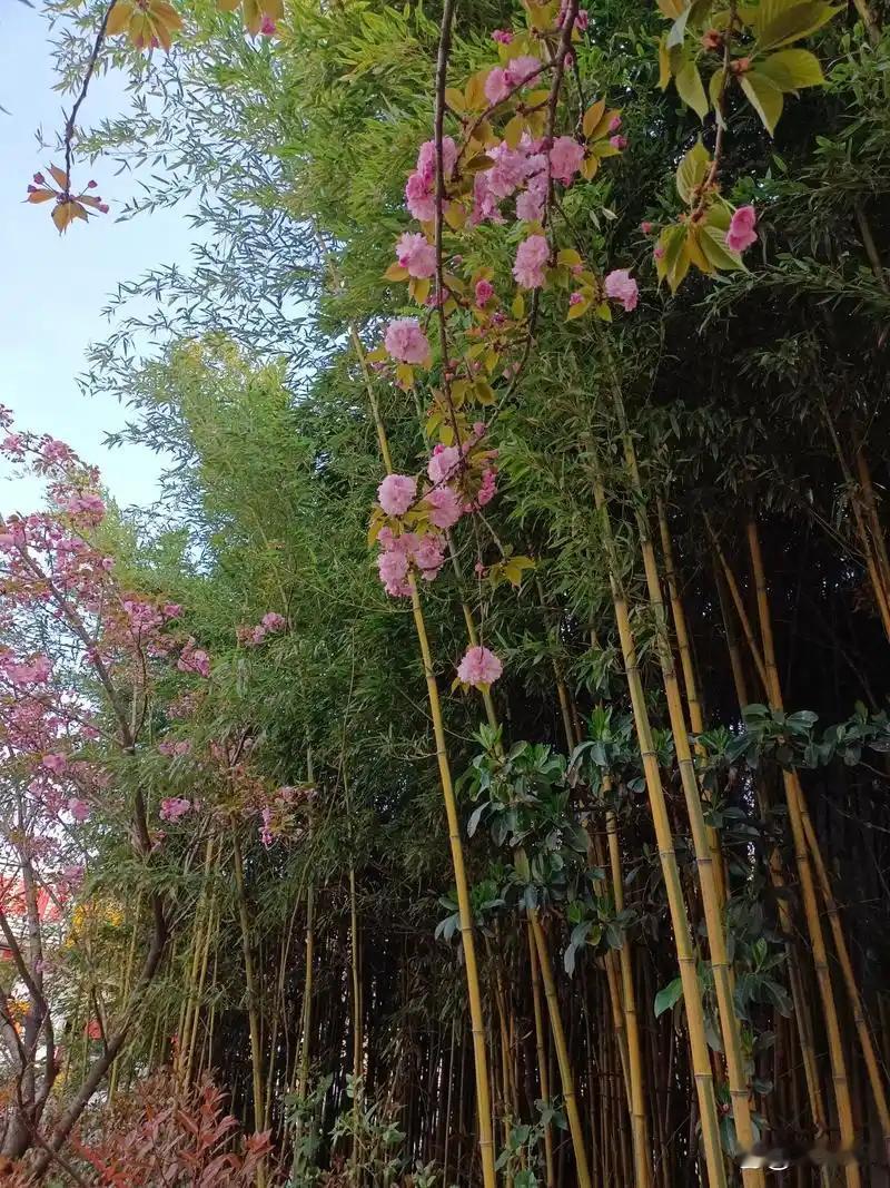 伤心血管：血压、心率升高，加重心脏负担，长期易诱发心慌、胸闷，增加心脑血管问题风