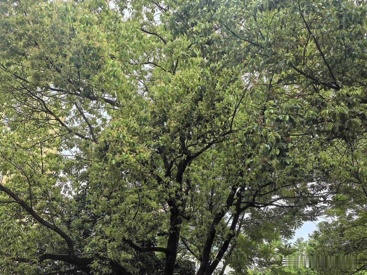救儿子狗命

被身边90后说的话逗笑了。

她是地道的苏州姑娘，老公也是苏州土著