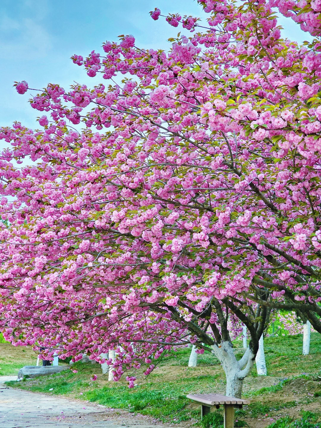 4.13实拍❗朝阳公园的晚樱开爆了🗺️附路线